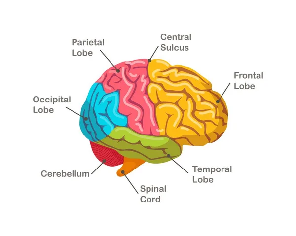 Secciones Del Cerebro Humano Anatomía Vista Lateral Del Órgano — Vector de stock