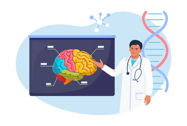 Neurocirujano Neurólogo Examina Cerebro Doctor Apuntando Letrero Médico Con Cerebro — Vector de stock