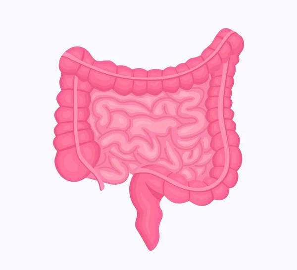 人体内部器官 胃肠道消化道 小肠和大肠 内脏解剖 解剖学 医学概念 — 图库矢量图片