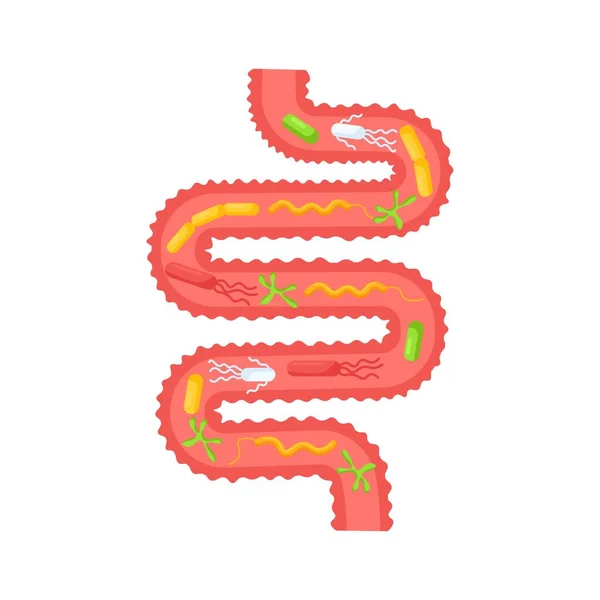 人体内部器官 肠道消化道有微生物 乳酸菌 肠胃解剖 解剖学 医学概念 — 图库矢量图片