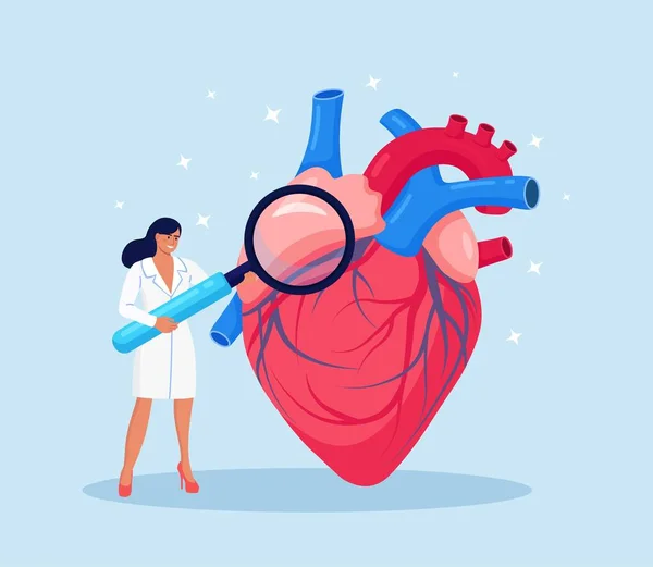 Cardiología Revisión Salud Cardiaca Presión Cardiovascular Cardiólogo Estudiando Órgano Humano — Vector de stock