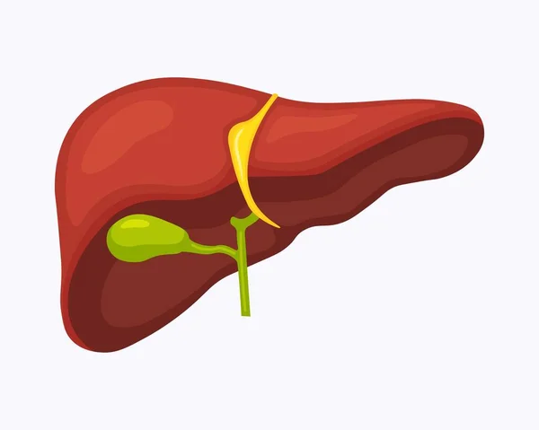 Estructura Anatomía Del Hígado Humano Órgano Hepático Sistema Digestivo Vesícula — Archivo Imágenes Vectoriales