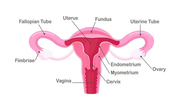 Sistema Reprodutivo Mulher Esquema Localização Órgãos Útero Colo Útero Ovários —  Vetores de Stock