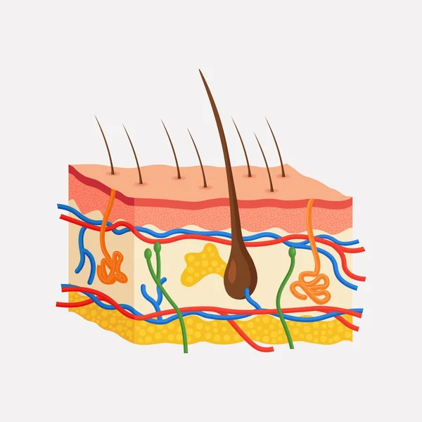 人体皮肤解剖 层表皮 具毛球茎 汗腺和皮脂腺 神经和静脉 真皮下 — 图库矢量图片