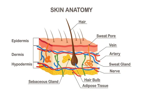 Anatomia Pele Humana Epiderme Camadas Com Bulbo Capilar Suor Glândulas —  Vetores de Stock