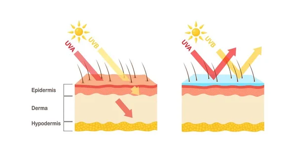 Bescherming Zonnebrandcrème Beschermt Menselijke Huid Tegen Uva Uvb Stralen — Stockvector