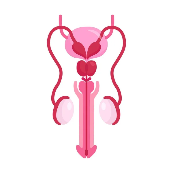 Anatomie Mužského Reprodukčního Systému Přední Pohled — Stockový vektor