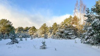 Çam ormanı kışın karla kaplıdır..