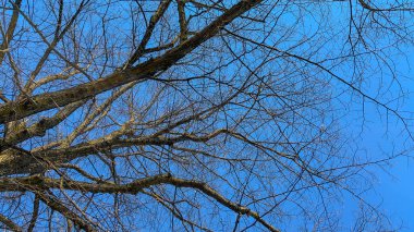 Eski ağaç dalları ve bulutsuz parlak mavi gökyüzü arkaplanı ile ilkbahar gökyüzü.
