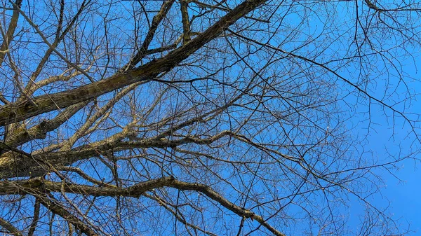 Eski ağaç dalları ve bulutsuz parlak mavi gökyüzü arkaplanı ile ilkbahar gökyüzü.