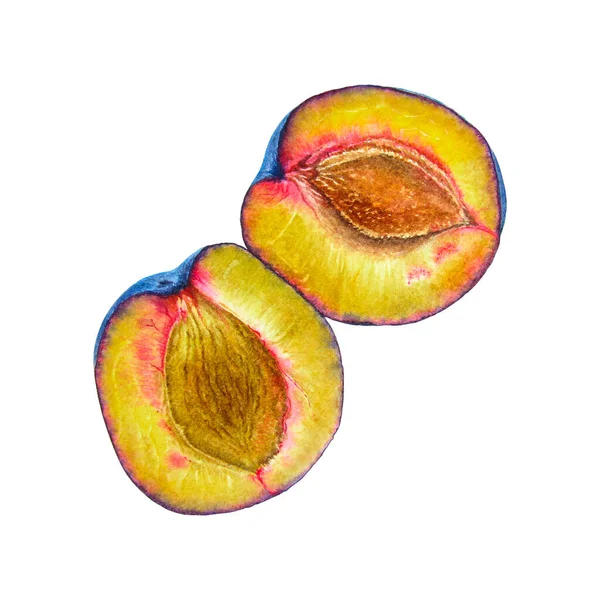 Blue plum divided into two halves botanical realistic watercolor painting. Photorealistic illustration. Advertisement, gift cards, textile, clothes, shopper bags, tableware, wrapping design. — Stock Photo, Image