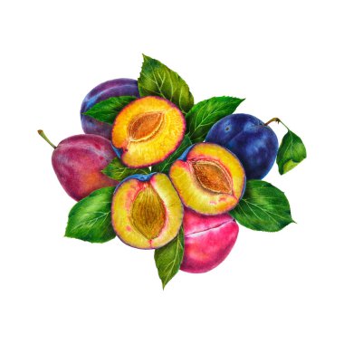 Erikler ve yapraklar botanik gerçekçi suluboya resim. Fotorealistik illüstrasyon. Reklam, hediye kartları, tekstil, kıyafetler, alışveriş poşetleri, sofra takımı, ambalaj tasarımı