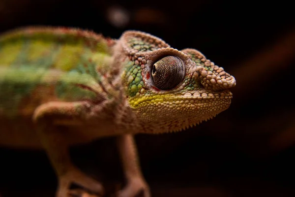 Chameleoní Hlava Zblízka Zelená Tmavém Pozadí Makro — Stock fotografie