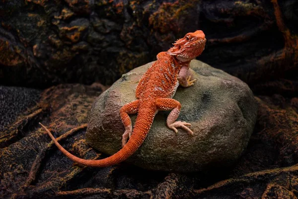 Lagarto Barbudo Color Rojo Rosa Asienta Sobre Una Piedra Marrón — Foto de Stock