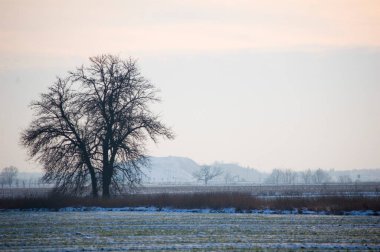 Yalnız ağaçlı Polonya kış manzarası.