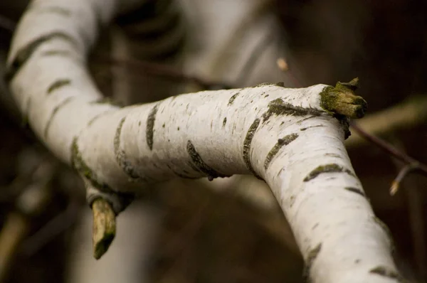 Curved Birch Branch Close — Stock Photo, Image