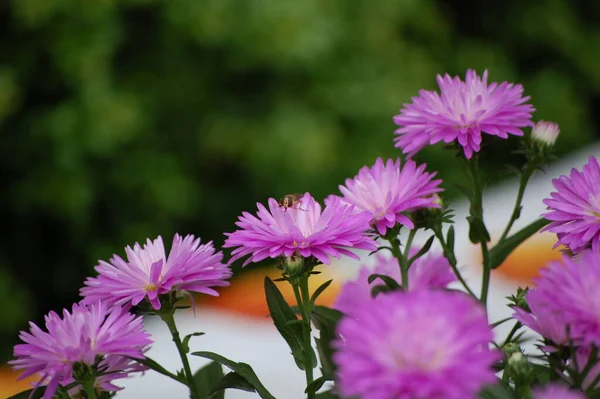 Planta Jardim Decorativa Com Flores Violetas — Fotografia de Stock
