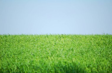 Polonya 'da ilkbaharda yeşil buğday tarlası.