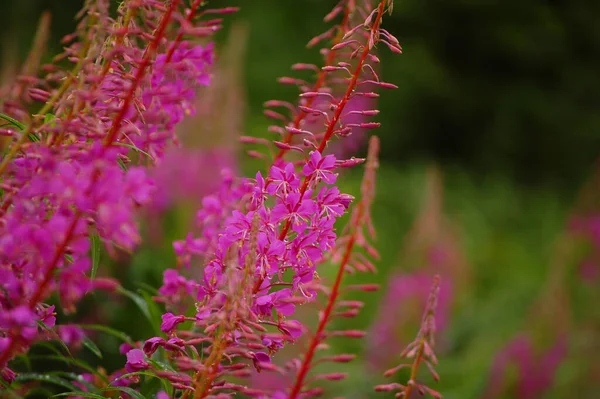 波兰野草的粉红色花朵盛开 — 图库照片