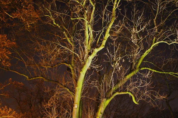 Hintergrund Der Lichter Einer Baumreihe Poznan Polen — Stockfoto