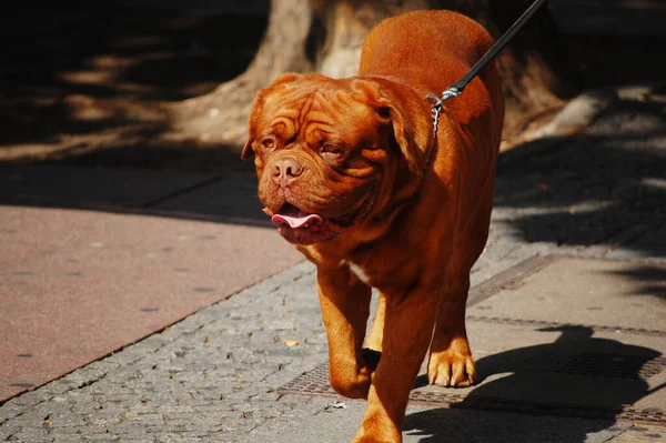 Beautiful Ginger Dog Summer City Street — Stock Photo, Image
