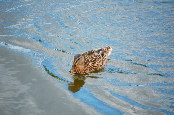Kachna Plavání Vodě Jezeře Vytváří Kruhy Cákance — Stock fotografie