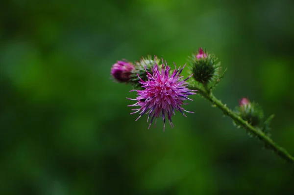 Blommande Violett Tistel Grön Bakgrund — Stockfoto