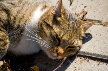 Uykulu kedi güneşli bir günde kaldırımda yatıyor..