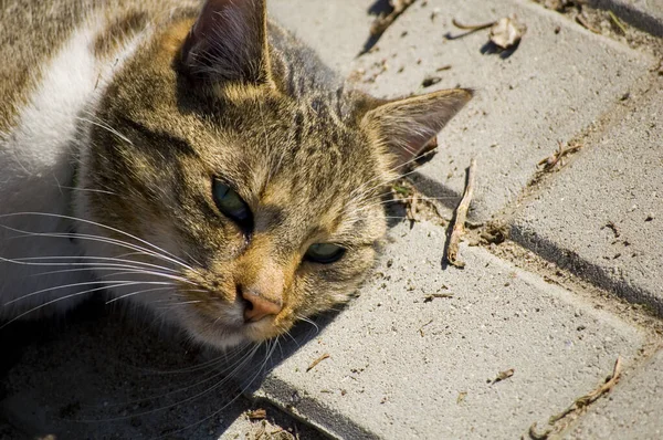 Slaperige Kat Liggend Stoep Een Zonnige Dag — Stockfoto