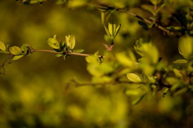 İlkbaharda dallarda tomurcuk açmak. Seçici odak, yüzeysel alan derinliği.
