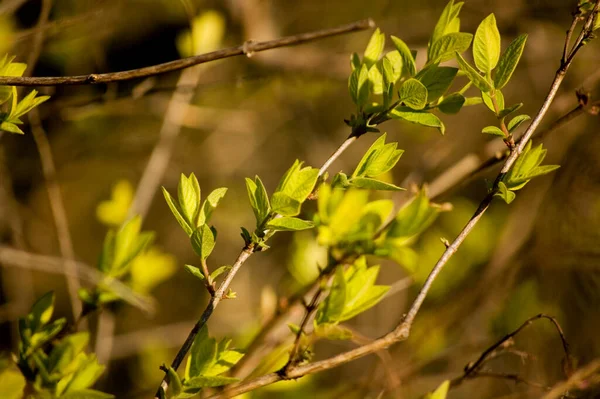 Brotes Apertura Las Ramas Primavera Enfoque Selectivo Profundidad Campo Poco — Foto de Stock