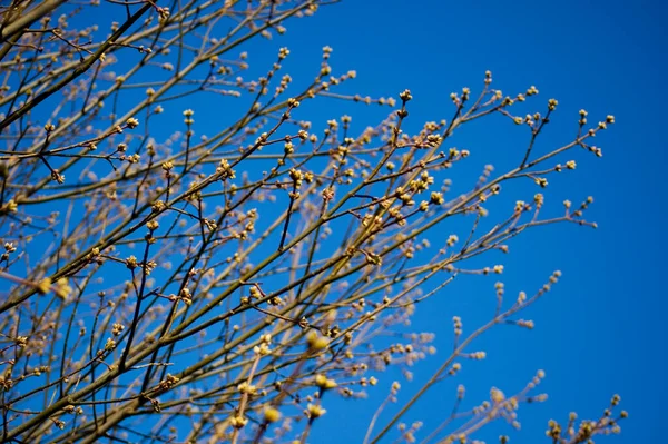 Het Openen Van Knoppen Takken Lente Selectieve Scherpstelling Ondiepe Scherptediepte — Stockfoto