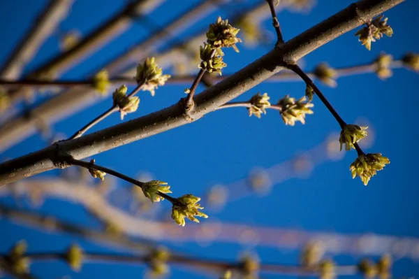 Brotes Apertura Las Ramas Primavera Enfoque Selectivo Profundidad Campo Poco — Foto de Stock