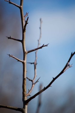 İlkbaharda dallarda tomurcuk açmak. Seçici odak, yüzeysel alan derinliği.