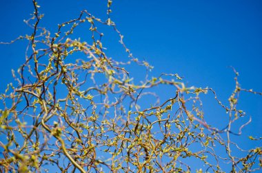 İlkbaharda dallarda tomurcuk açmak. Seçici odak, yüzeysel alan derinliği.