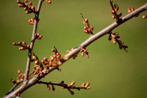 Brotes Apertura Las Ramas Primavera Enfoque Selectivo Profundidad Campo Poco — Foto de Stock