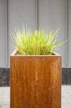 Çiçek saksısında yeşil çimenler. Yaklaş..