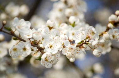 İlkbaharda elma tomurcuklanır. Seçici odak.