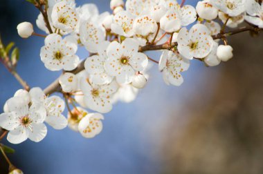 İlkbaharda elma tomurcuklanır. Seçici odak.