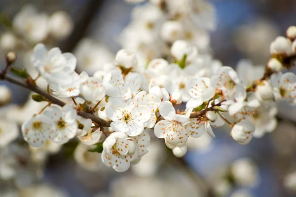 İlkbaharda elma tomurcuklanır. Seçici odak.
