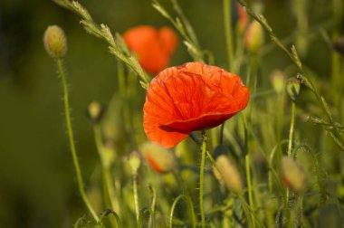 Baharda çayırdaki gelincikler. Seçici odak.