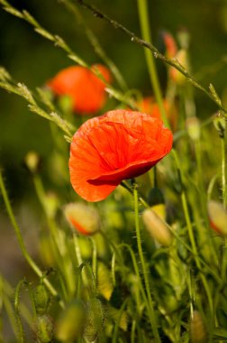 Baharda çayırdaki gelincikler. Seçici odak.