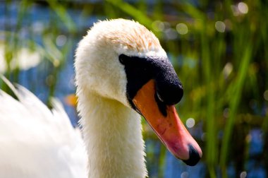 Nehir kenarındaki beyaz kuğu. Yaklaş..