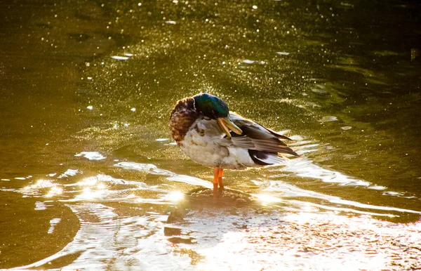 在河里洗澡的鸭子 — 图库照片