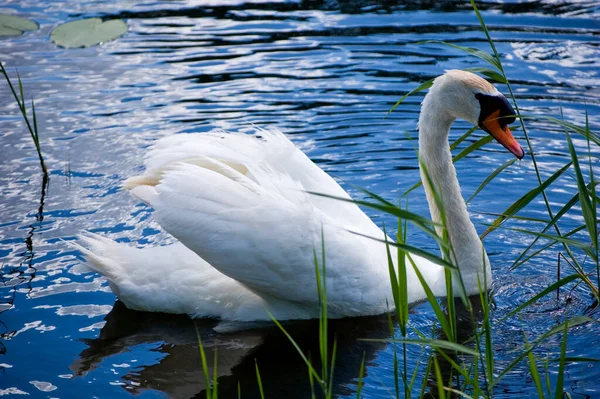 Cisne Branco Nadando Junto Rio — Fotografia de Stock