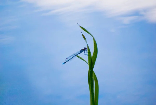 Horizontal Close Blue Dragonfly — Stock Photo, Image