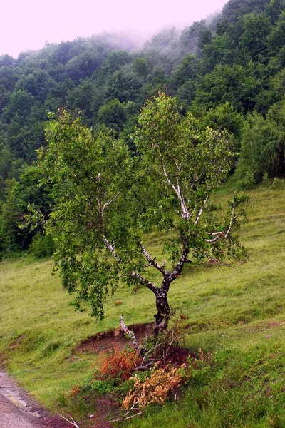 Início Montanha Que Coberto Floresta Uma Árvore Bétula Solitária Cresce — Fotografia de Stock