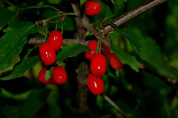 长在长有窄叶子的灌木丛中的红色长方形浆果 — 图库照片