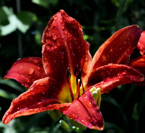 Κόκκινο Λουλούδι Σταγόνες Βροχής Που Ονομάζεται Κρίνος — Φωτογραφία Αρχείου