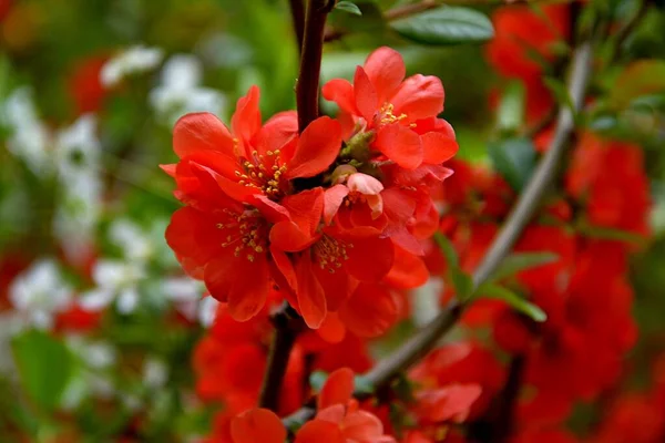 Red Flowers Growing Side Side — Stock Photo, Image